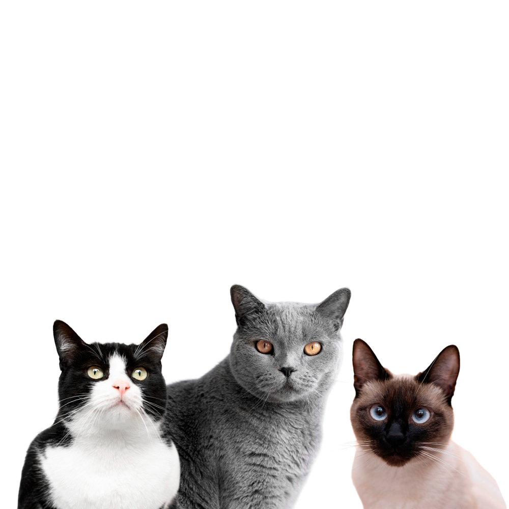 Entender y cuidar a los gatos: comportamiento y alimentaci�n van de la mano