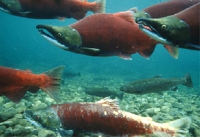 Foto Salmon