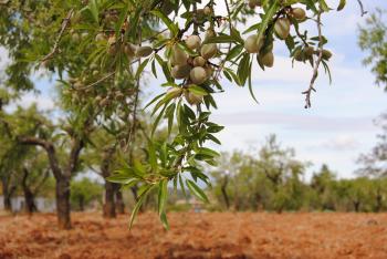 AGRICOLARIS