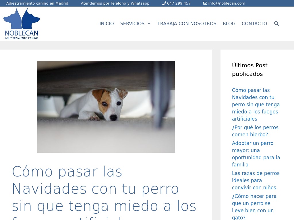 Navidades con tu perro: una solución para el miedo a los fuegos artificiales